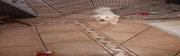 Maltese cani in vendita: Vendo maltese  a Provincia di Verona - Annuncio 2