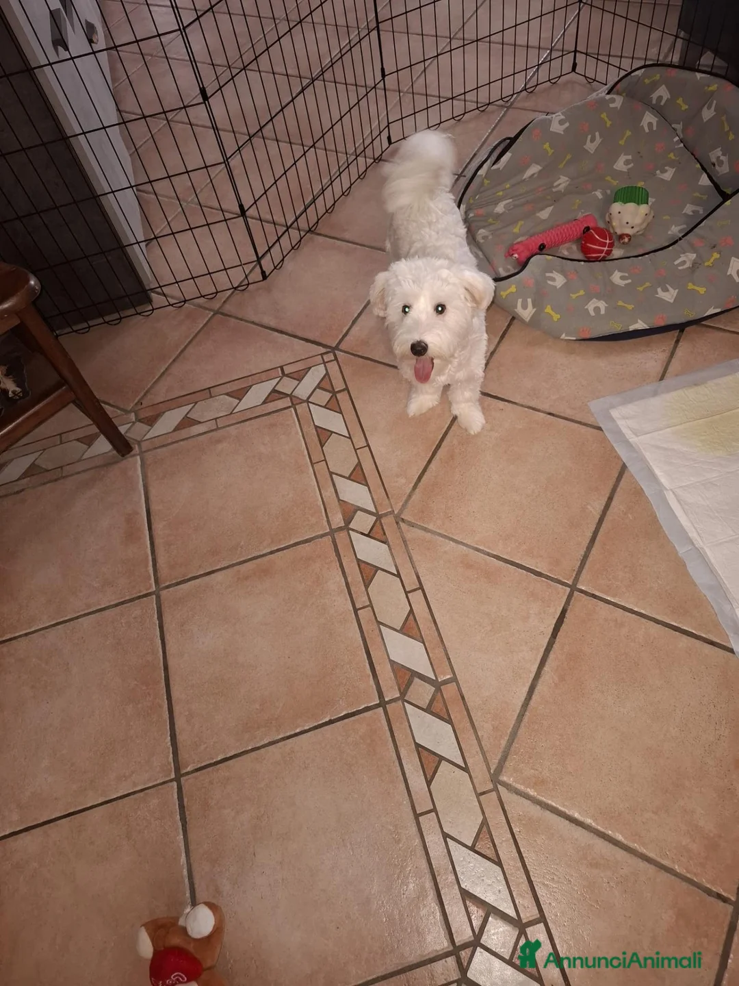 Maltese cani in vendita: Vendo maltese  a Provincia di Verona - Annuncio 2
