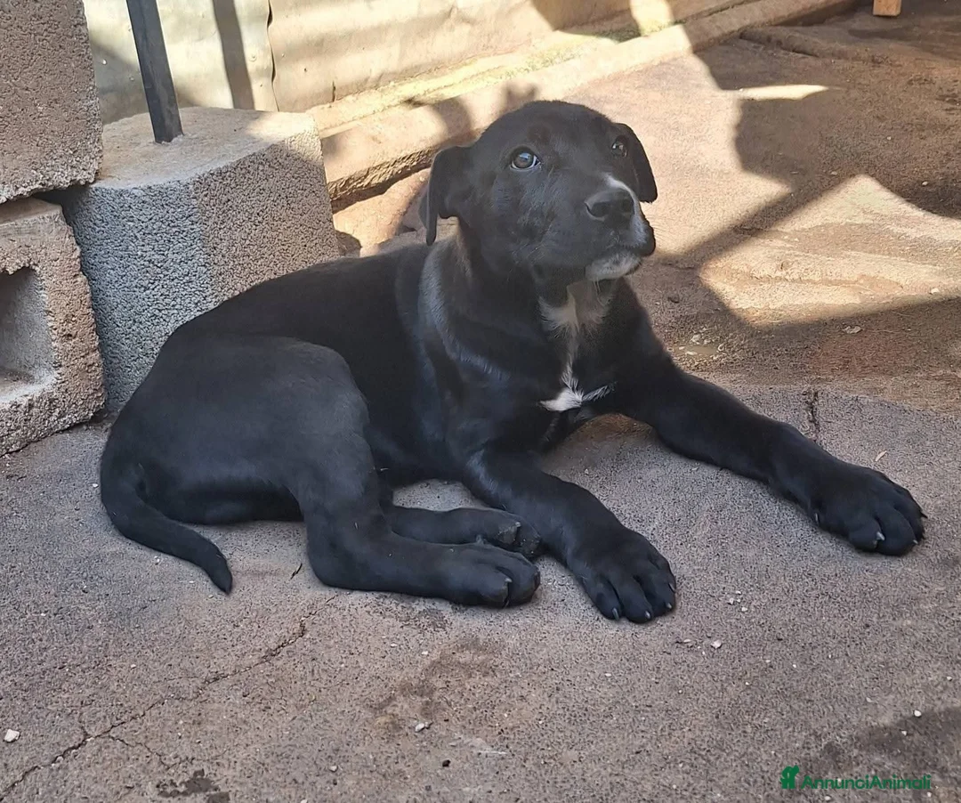 Meticcio cani in regalo: Artù cerca casa - Annuncio 6