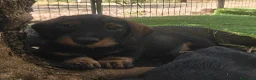 Bassotto cani in vendita: Cuccioli di bassotto a pelo duro - Annuncio 9