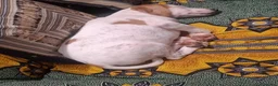 Meticcio cani in regalo: Vaniglia dolce cucciola cerca casa tg media - Annuncio 4