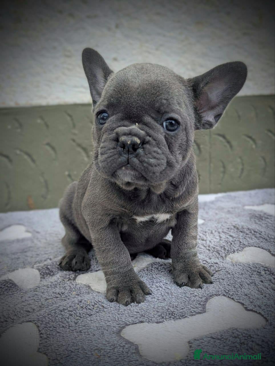 Bulldog Francese cani Bulldog francesi merle tan - Annuncio 1