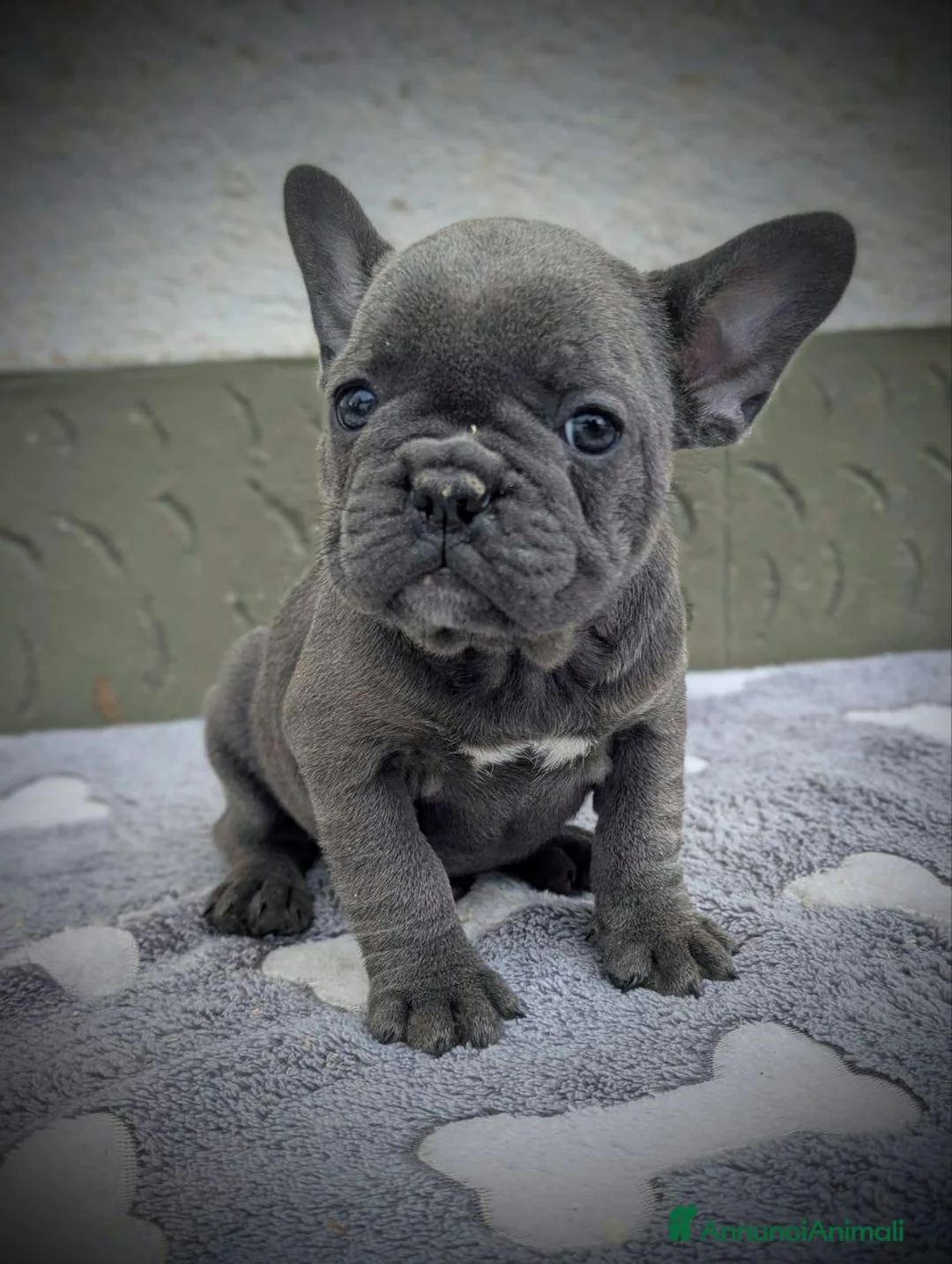 Bulldog Francese cani in vendita: Bulldog francesi merle tan - Annuncio 1