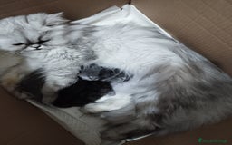 Persiano gatti in vendita: Cuccioli persiano silver schaded a Città Metropolitana di Bologna - Immagine 12