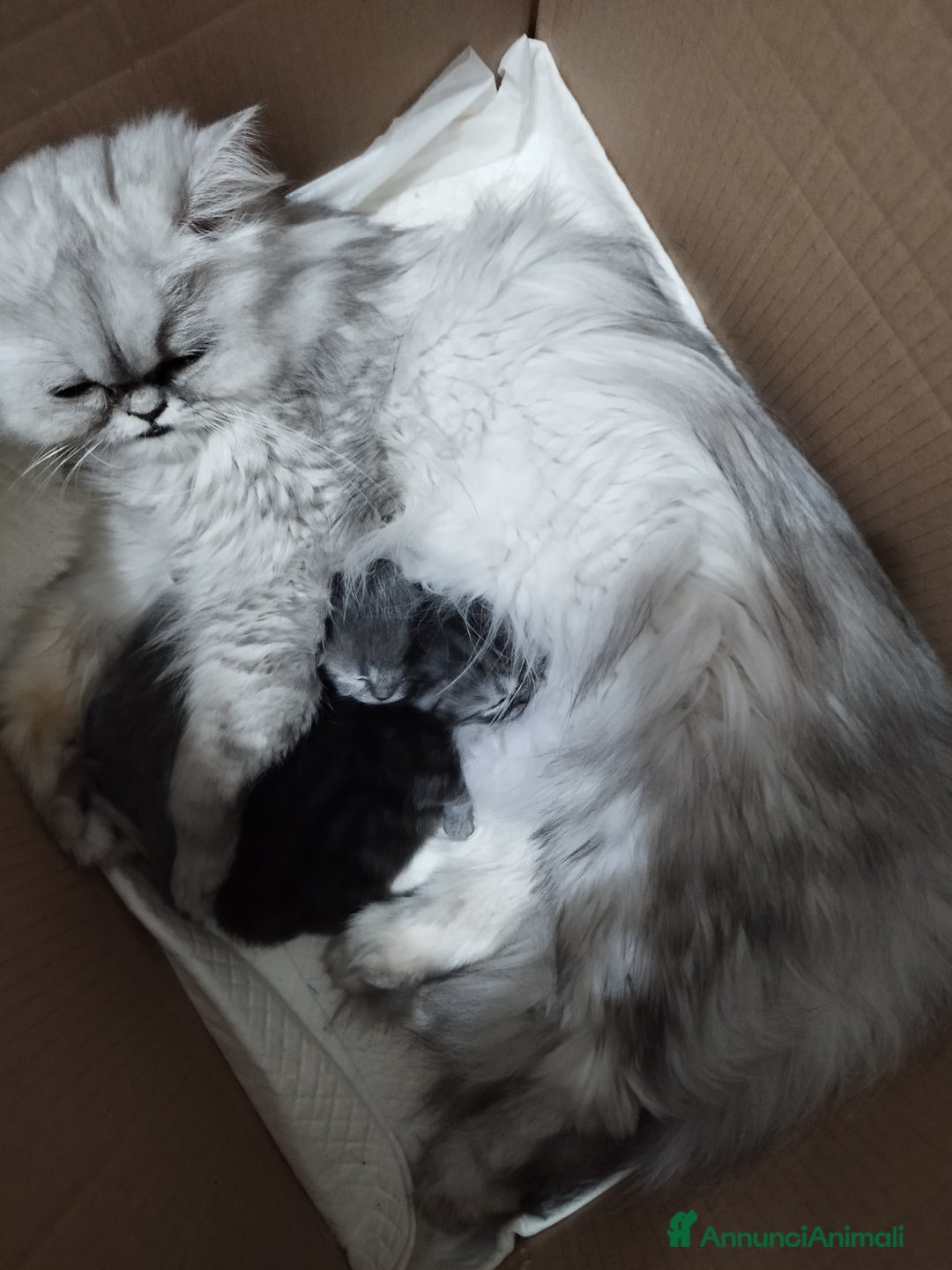 Persiano gatti in vendita: Cuccioli persiano silver schaded a Città Metropolitana di Bologna - Immagine 12