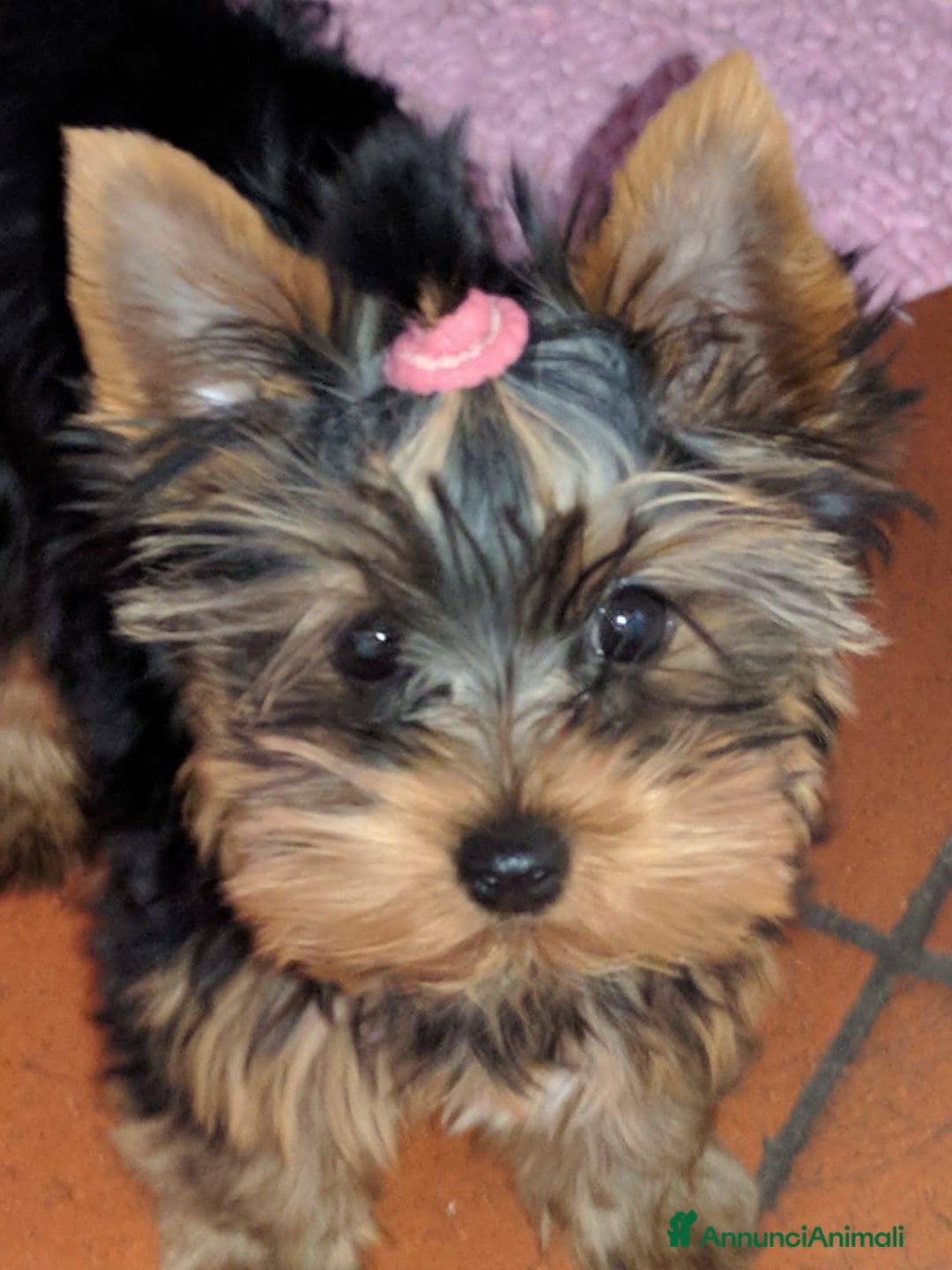 Immagine della galleria {{count}}