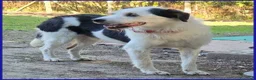 Meticcio cani in regalo: JOHNTRA dolce e fiducioso - Annuncio 5