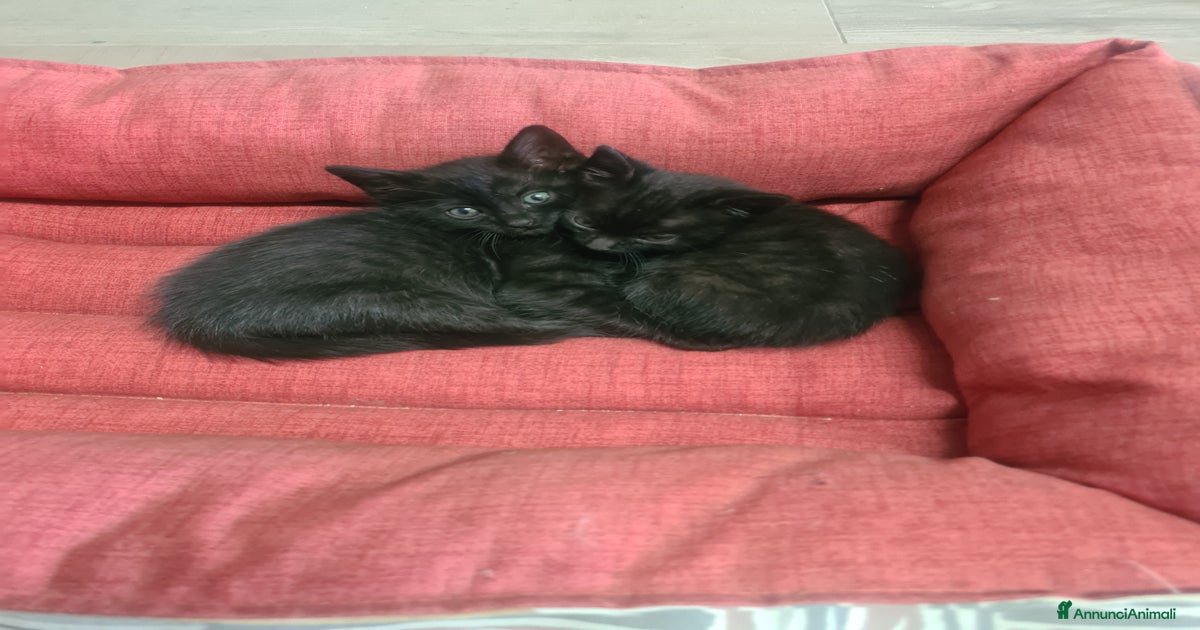 gattini in regalo monza da privati