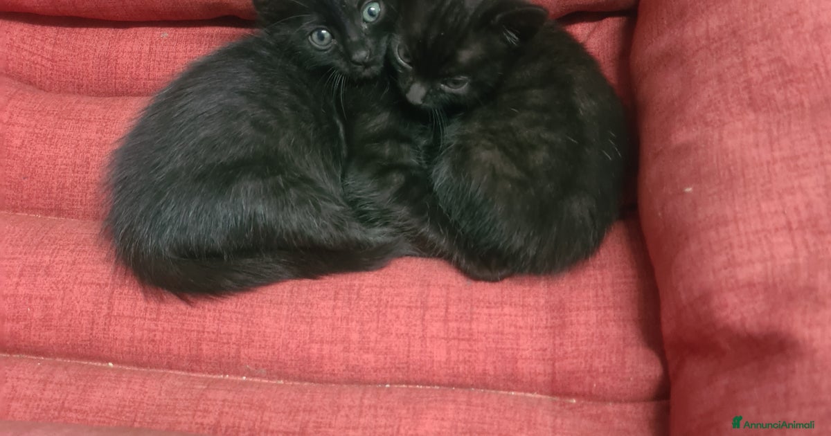 Gattini neri regalasi in regalo a Reggello | AnnunciAnimali