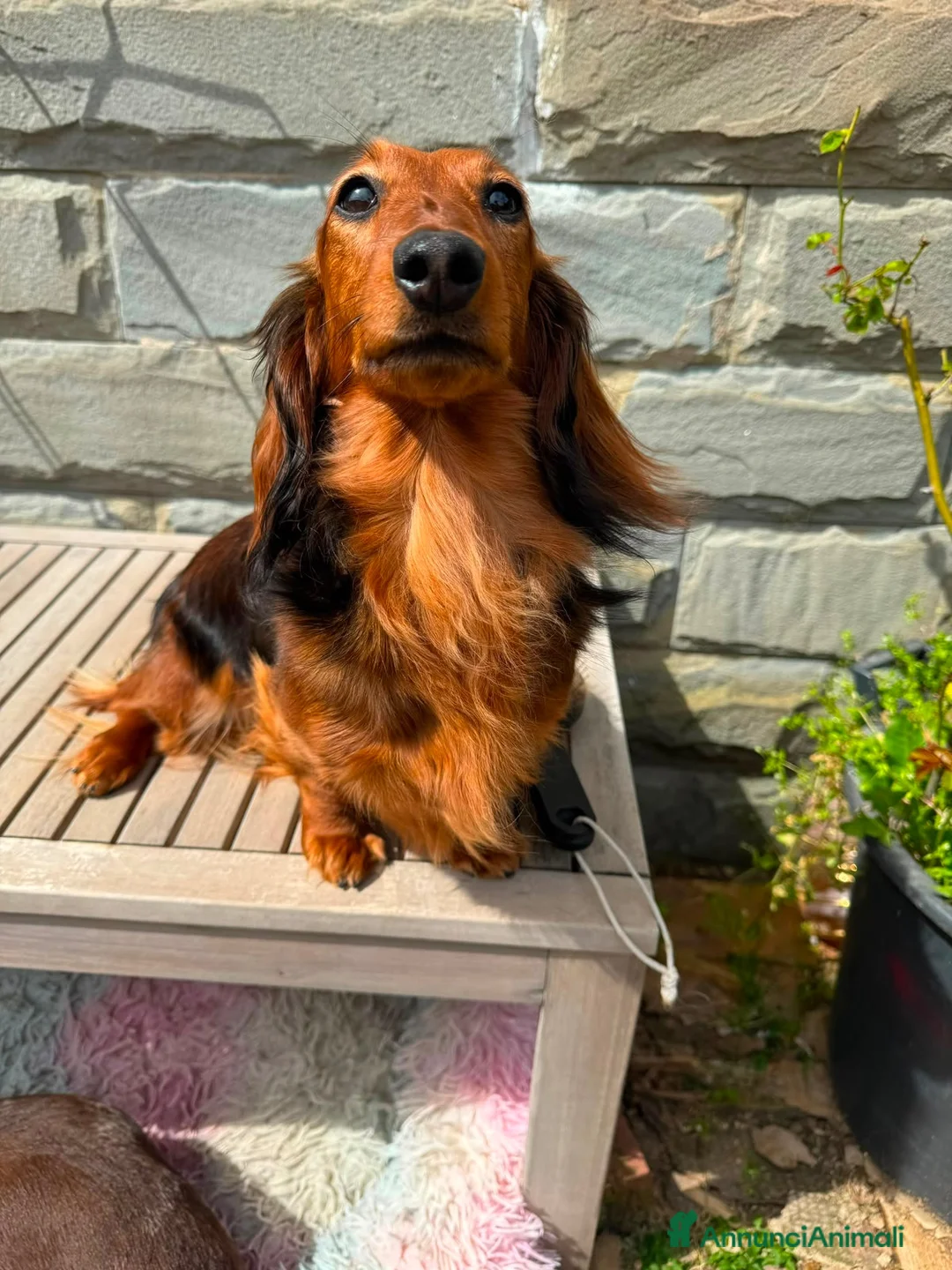 Bassotto cani in vendita: Bassotto a pelo lungo  - Annuncio 4