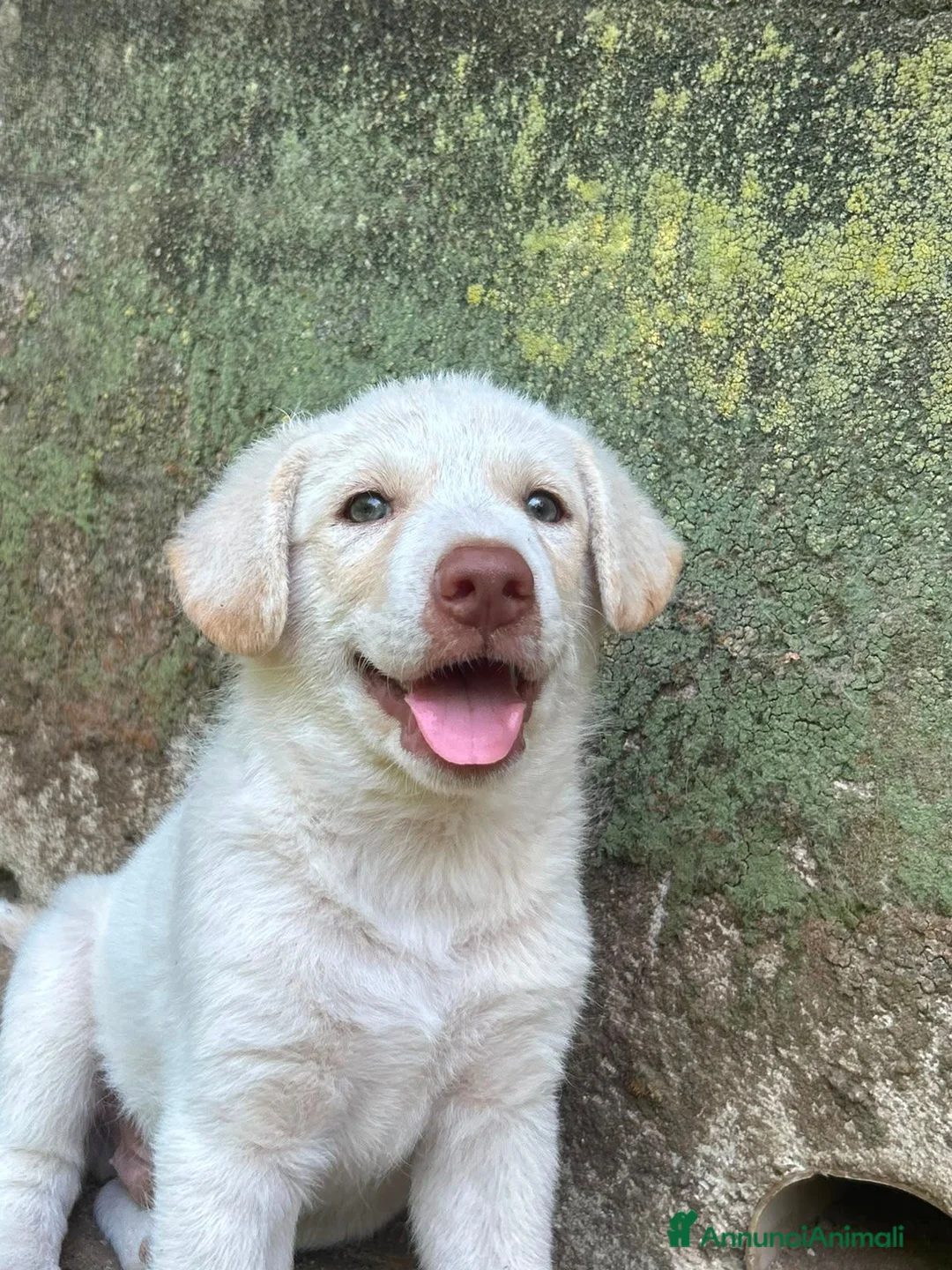 Meticcio cani in regalo: Lumi cerca casa 🏠 a Città metropolitana di Milano - Annuncio 6
