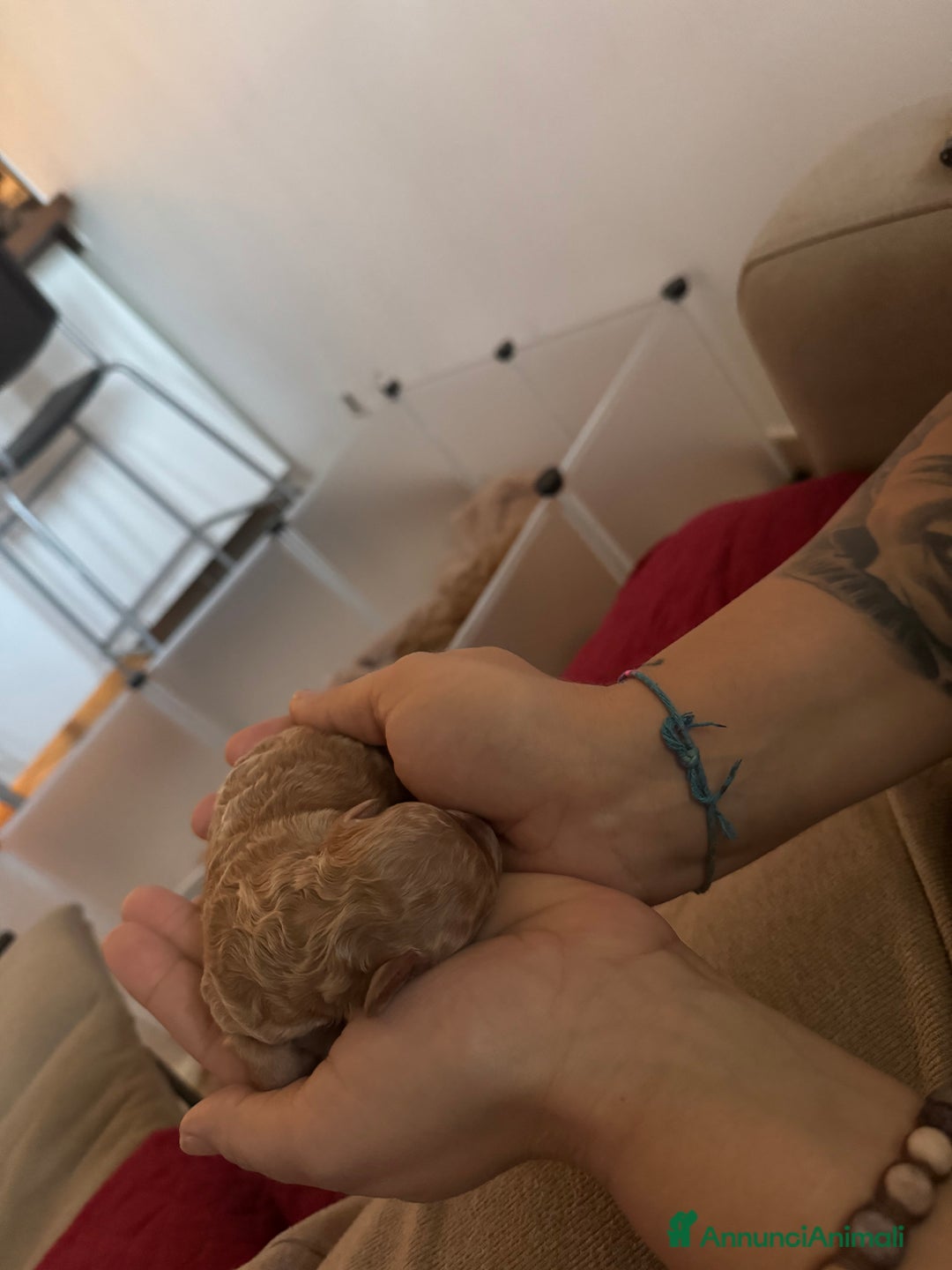 Barboncino cani in vendita: Cucciolata barboncini nani - Annuncio 2