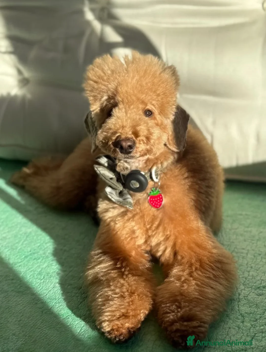 Barboncino Toy cani in vendita: Cuccioli di barboncino Toy rosso asiatico Toy barb - Annuncio 19