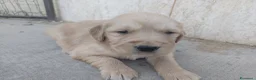 Golden Retriever cani in vendita: Golden retriever cuccioli pedigree ENCI  - Annuncio 3