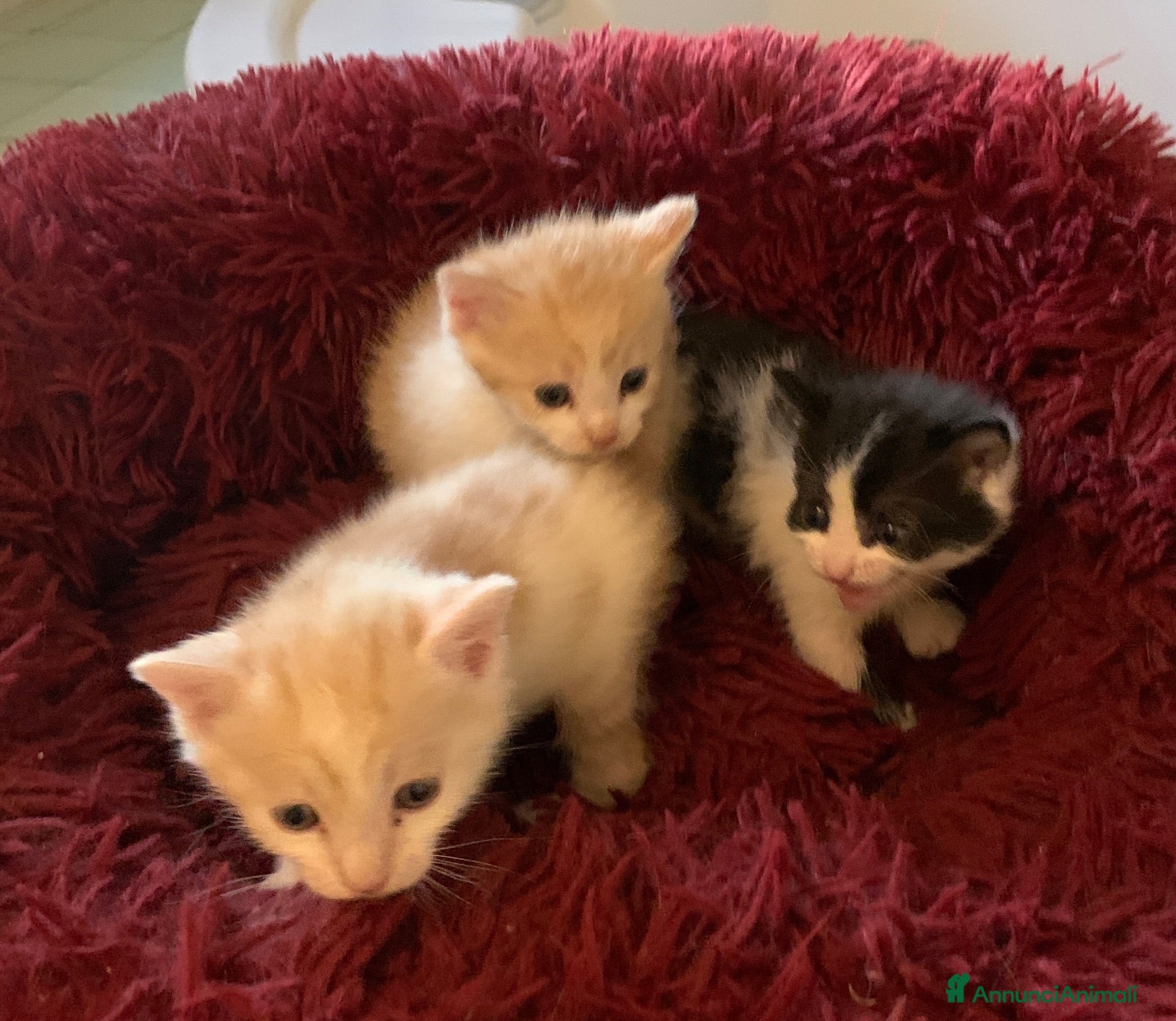 Europeo gatti Gattini per adoziome - Annuncio 1
