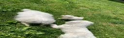 Maltese cani in vendita: Maltese - Annuncio 4
