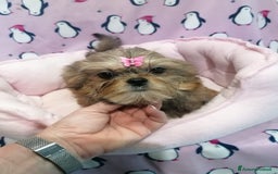 Meticcio cani in vendita: Shorkie cuccioli - Yorkshire e Shih Tzu a Province of Rovigo - Immagine 4