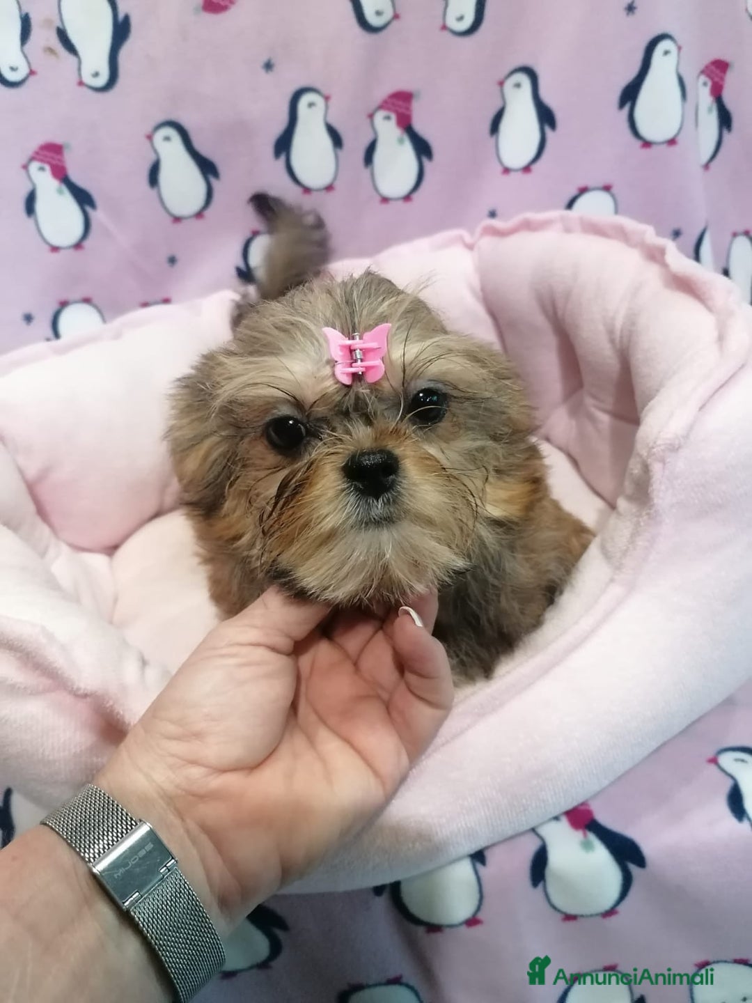 Meticcio cani in vendita: Shorkie cuccioli - Yorkshire e Shih Tzu a Province of Rovigo - Immagine 4