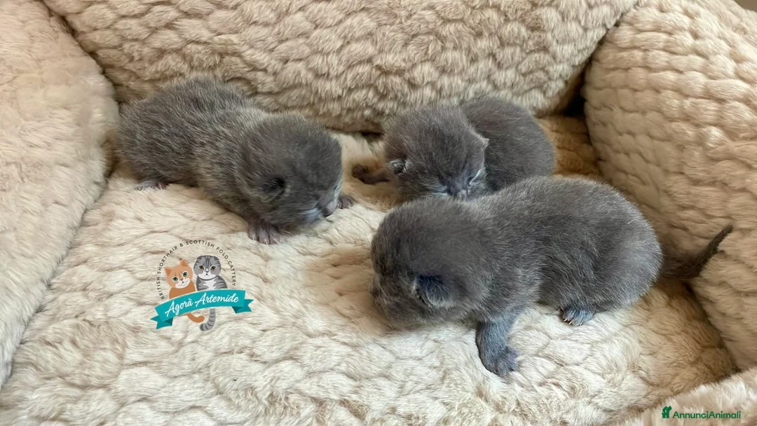 Scottish gatti in vendita: Scottish Fold Straight Blue Pedigree - Annuncio 1