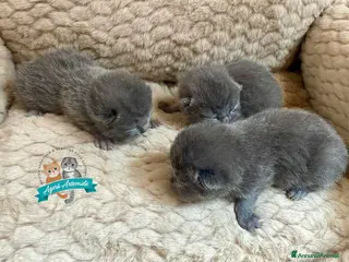 Scottish gatti Scottish Fold Straight Blue Pedigree - Annuncio 1