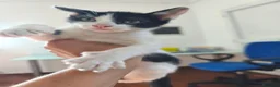 Meticcio gatti in regalo: Zac e Iris  - Annuncio 8