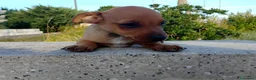 Meticcio cani in regalo: Cuccioletti di piccola taglia - Annuncio 3