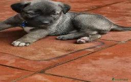 Pastore Tedesco cani in regalo: Regali cuccioli Ragalna (Ct)  - Immagine 6
