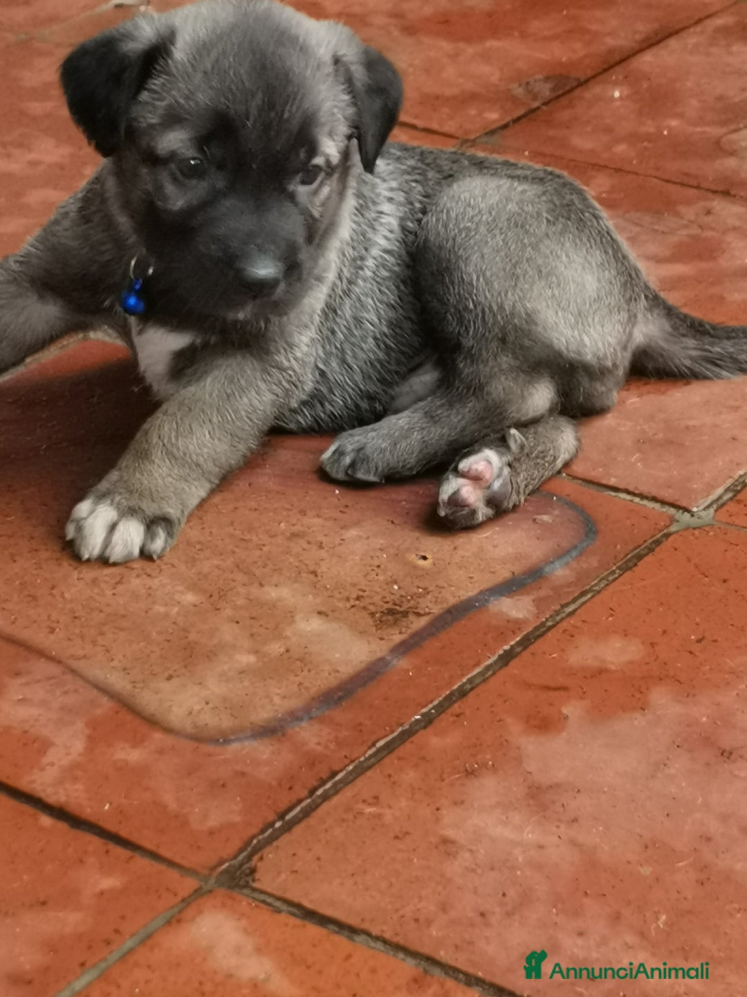 Pastore Tedesco cani in regalo: Regali cuccioli Ragalna (Ct)  - Immagine 6