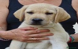 Labrador cani in vendita: Cuccioli di Labrador Retriever a Provincia di Prato - Immagine 5
