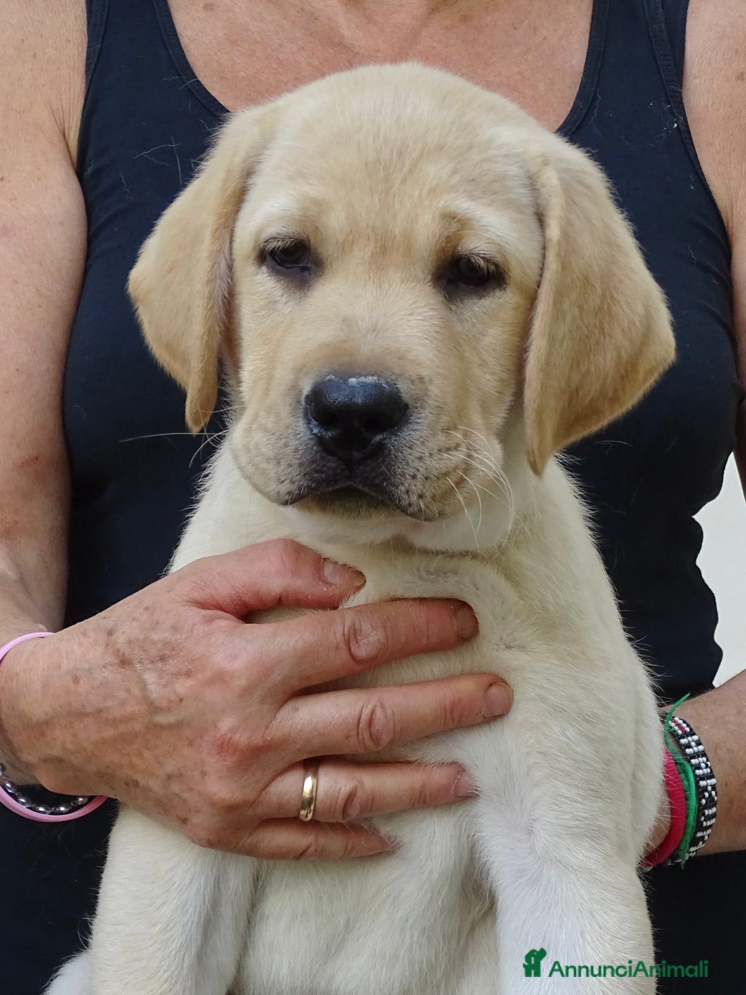 Labrador cani in vendita: Cuccioli di Labrador Retriever a Provincia di Prato - Immagine 5