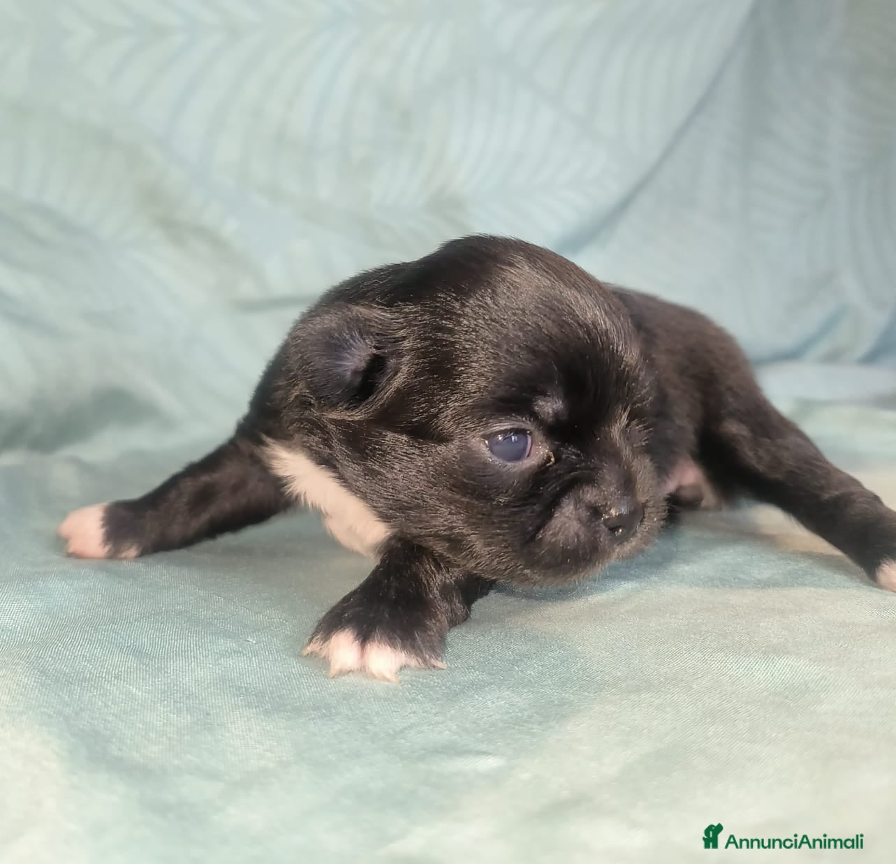 Chihuahua cani Disponibile cucciola di chihuahua  - Annuncio 2