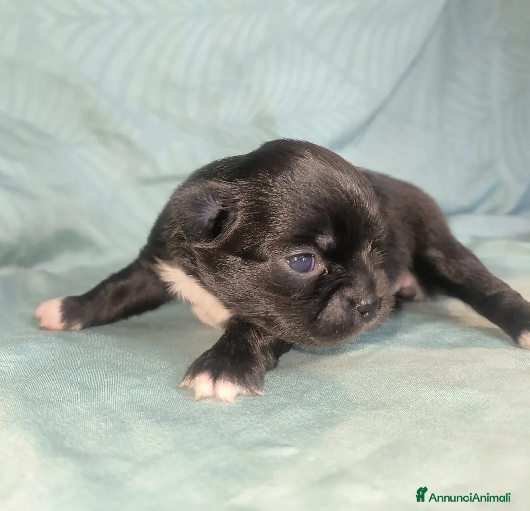 Chihuahua cani in vendita: Disponibile cucciola di chihuahua  - Annuncio 1