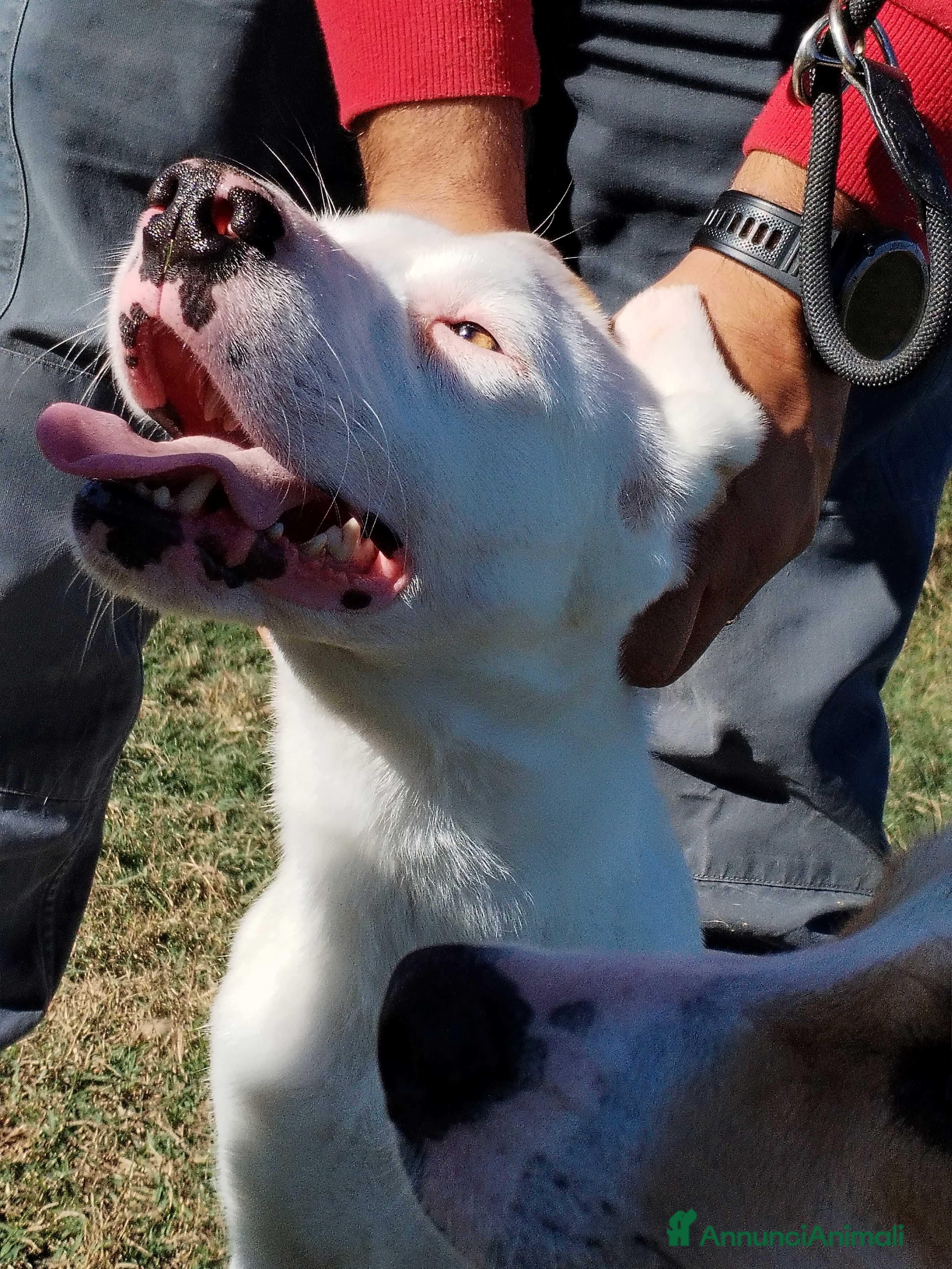 Meticcio cani Kazuz non facciamolo crescere in canile a Provincia di Latina - Annuncio 2