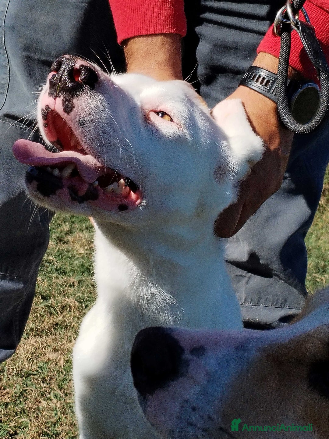 Meticcio cani in regalo: Kazuz non facciamolo crescere in canile a Provincia di Latina - Annuncio 2