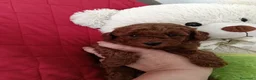Barboncino Toy cani in vendita: Bimbo da amare  - Annuncio 8