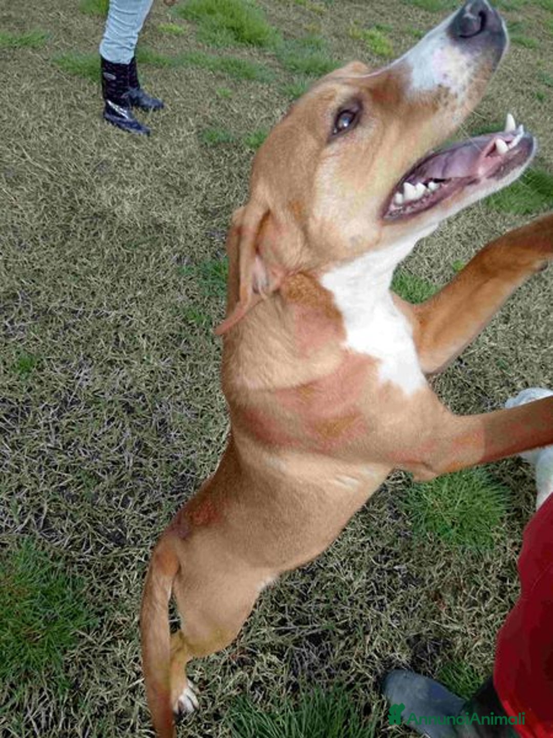 Meticcio cani in regalo: Cucciola Darling di nome e di fatto a Provincia di Latina - Annuncio 6