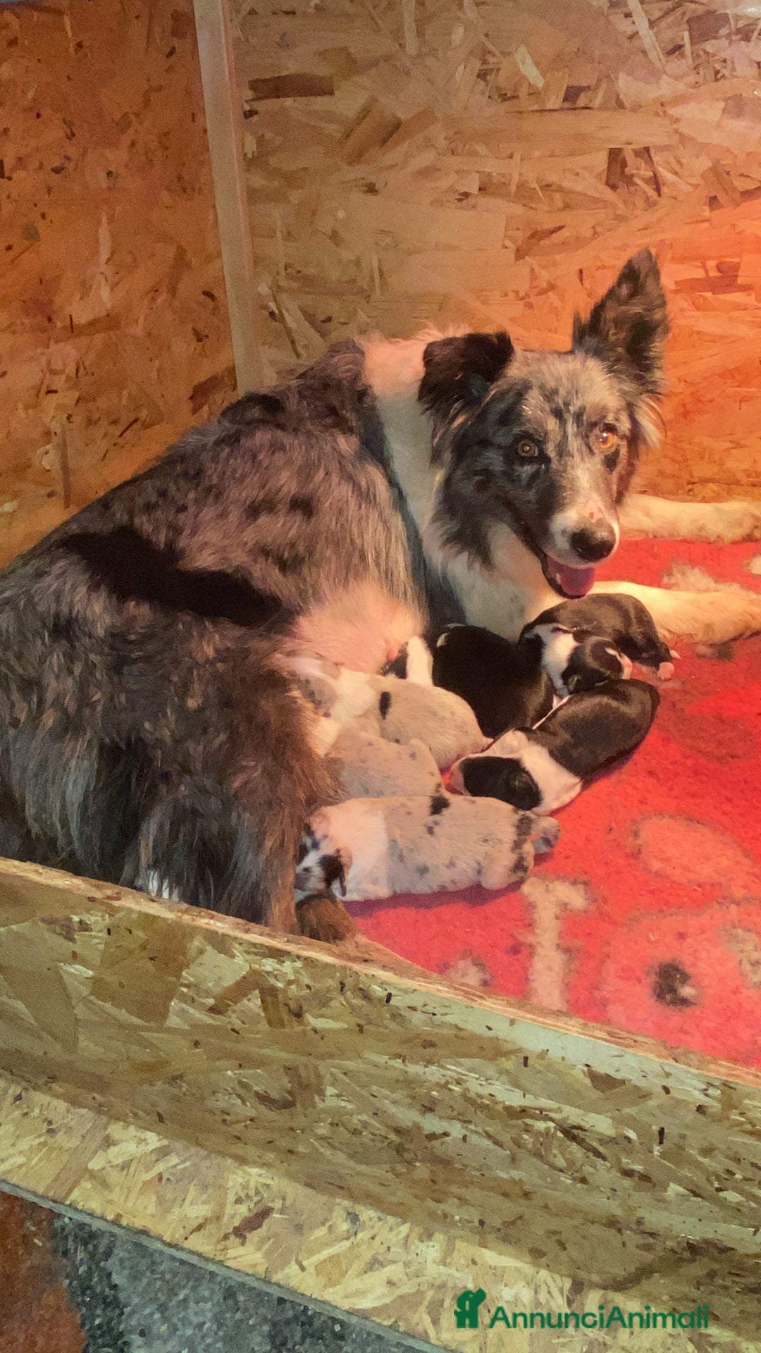 Border Collie cani in vendita: Border collie merle e neri - Annuncio 9