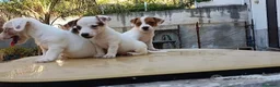 Jack Russell cani in vendita: Jack russell zampa corta - Annuncio 4