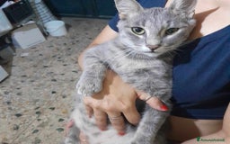 Europeo gatti in regalo: dolce elvis in regalo a Città metropolitana di Catania - Immagine 3