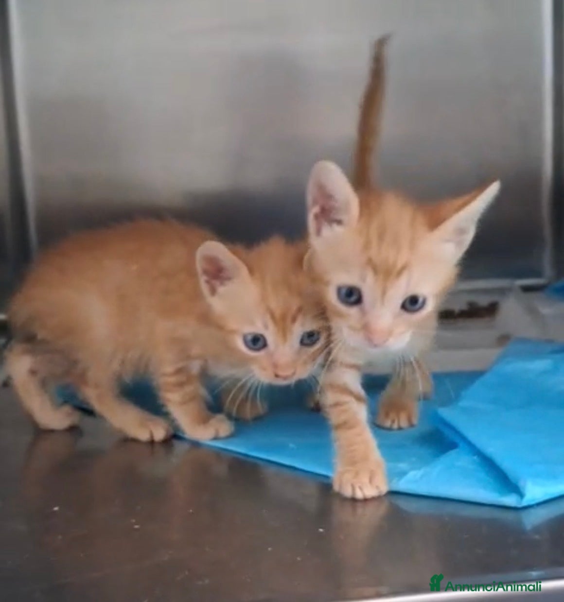 Europeo gatti Gattini rossi maschi due mesi - Annuncio 17