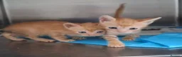 Europeo gatti in regalo: Gattini rossi maschi due mesi - Annuncio 1