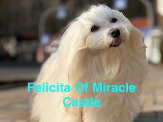Bichon cani Bichon havanese. 2Cuccioli in vendita - Annuncio 28
