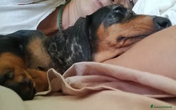 Bassotto cani in vendita: Bassotto tedesco nano pelo corto a Città metropolitana di Roma Capitale - Immagine 4