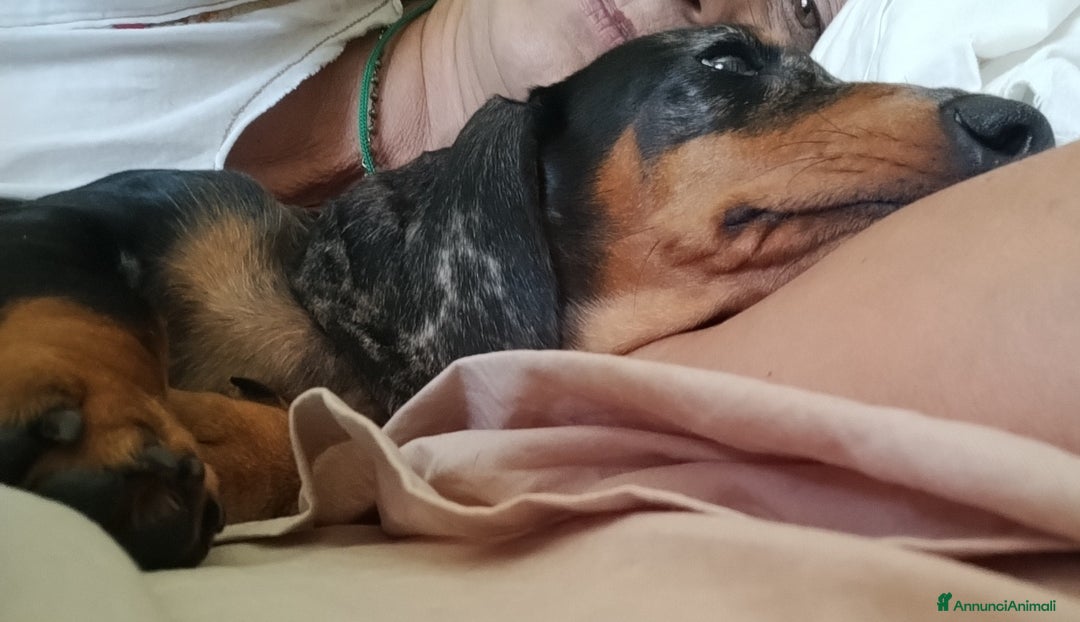 Bassotto cani in vendita: Bassotto tedesco nano pelo corto a Città metropolitana di Roma Capitale - Immagine 4