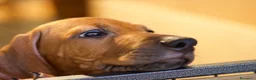 Rhodesian Ridgeback cani in vendita: Cuccioli Rhodesian Ridgeback con Pedigree ENCI - Annuncio 15
