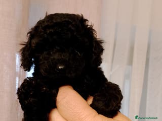 Barboncino cani Barboncino nano - Annuncio 4