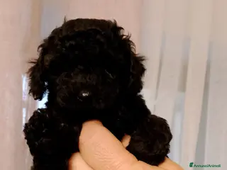 Barboncino cani Barboncino nano - Annuncio 37