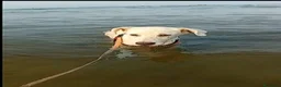 Meticcio cani in regalo: donato  - Annuncio 2