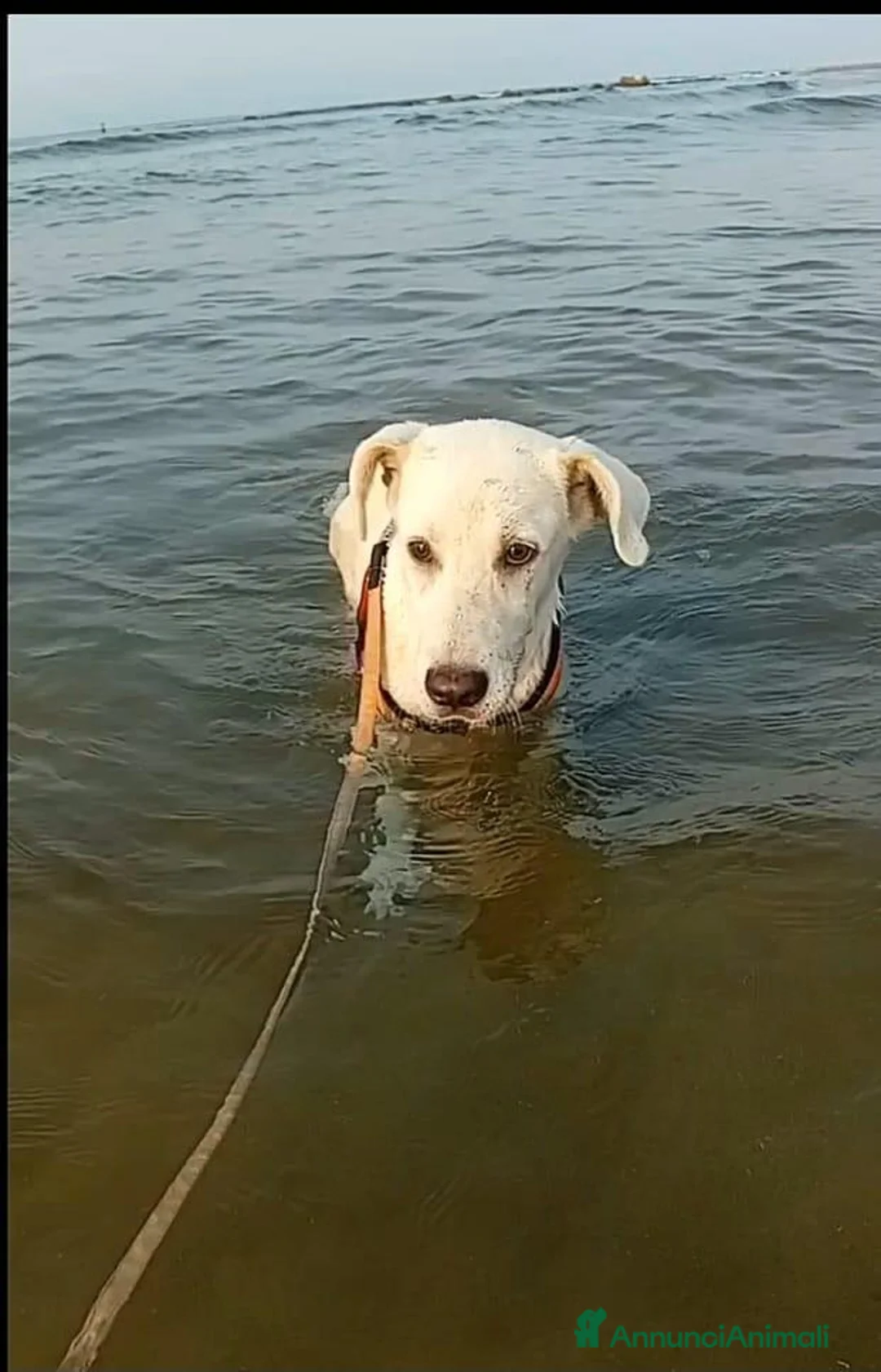 Meticcio cani in regalo: donato  - Annuncio 2