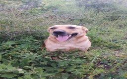 Meticcio cani in regalo: DOLCE IGOR a Città metropolitana di Catania - Immagine 1